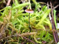 Gymnopus androsaceus
