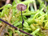 Gymnopus androsaceus