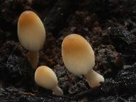 Coprinellus ephemerus