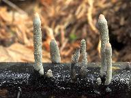 Xylaria longipes