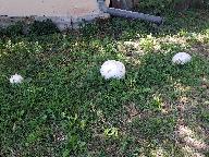 Calvatia gigantea