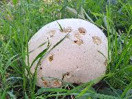 Calvatia gigantea