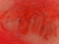 hymenium