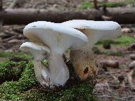 Pleurotus dryinus 