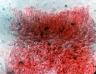 hymenium