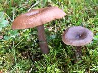 Pseudoclitocybe cyathiformis 