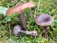 Pseudoclitocybe cyathiformis 