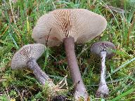 Pseudoclitocybe cyathiformis