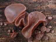 Auricularia auricula-judae