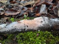 Erythricium laetum