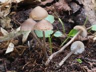 Mycena plumipes 