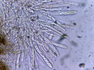 hymenium