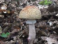 Amanita rubescens 