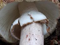Amanita rubescens 