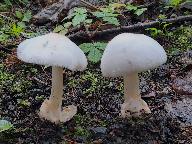 Volvariella taylorii 