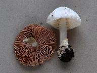 Volvariella taylorii 