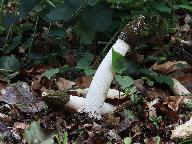 Phallus impudicus