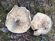 Lactarius glaucescens