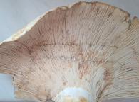 šedozelená oxidace