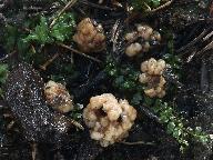 Hydnobolites cerebriformis 
