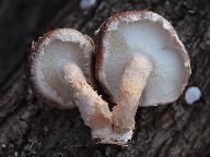 Lentinula edodes
