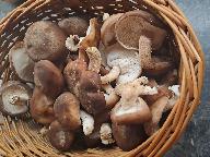 Lentinula edodes