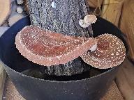Lentinula edodes