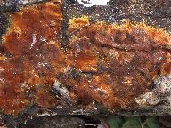 Tomentella umbrinospora 