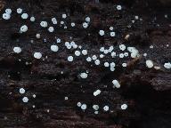 Henningsomyces puber 