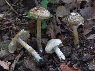 Inocybe corydalina
