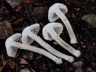 Inocybe corydalina
