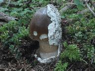 Amanita pachyvolvata 