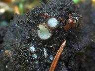 Trichophaea pseudogregaria