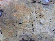 Conferticium ochraceum 