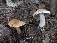Cortinarius pseudovulpinus