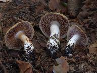 Cortinarius pseudovulpinus