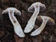Cortinarius pseudovulpinus