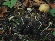 Agrocybe arvalis