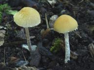 foto Oldřich Jindřich