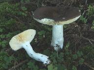 Russula adulterina