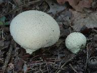 Lycoperdon molle