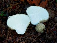 Lycoperdon molle