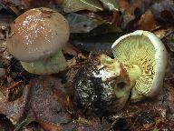 Cortinarius odorifer 