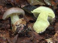 Cortinarius odorifer 