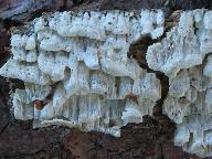 Antrodia xantha