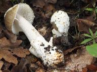 muchomrka Beckerova