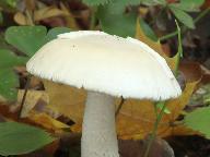 muchomrka Beckerova