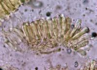 hymenium