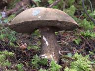Porphyrellus porphyrosporus 