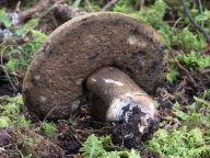 Porphyrellus porphyrosporus 